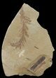 Metasequoia (Dawn Redwood) Fossil - Montana #41420-1